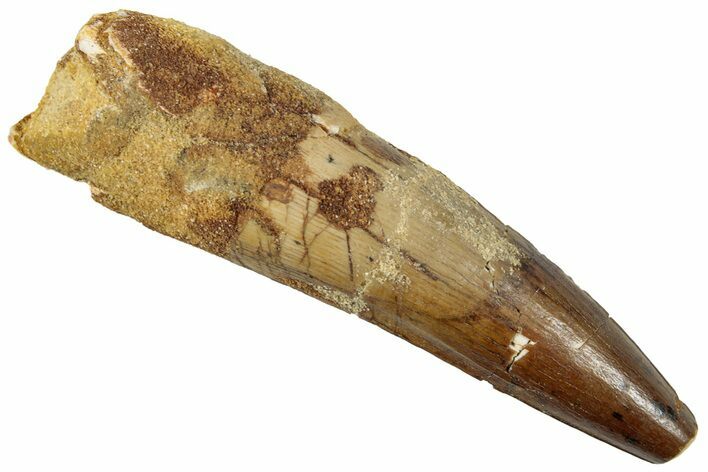 Fossil Spinosaurus Tooth - Real Dinosaur Tooth #259635